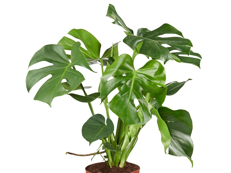 Monstera Deliciosa Wonderlijke Gatenplant GroenRijk Geldrop