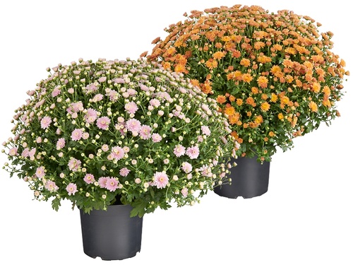 Chrysanthemum: frisse herfstkleuren